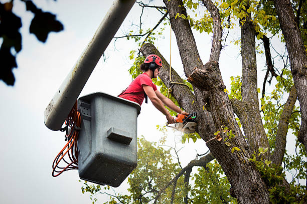 Reliable Plain City, UT Tree Removal and Landscaping Services Solutions